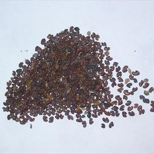 Male Desentisizer - Arzoospermia Causes And Symptoms And Treatment Of Nil Sperm Count